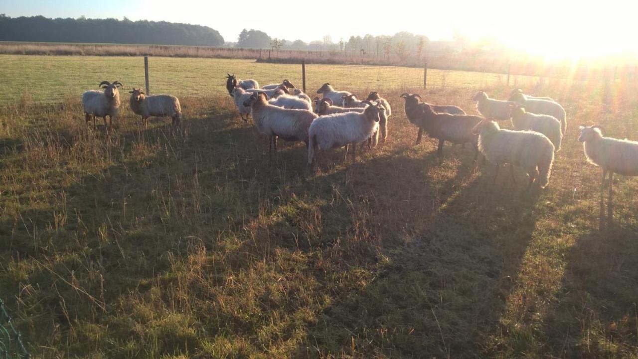 Pipowagen Elsebein Groningen Westerwolde Unieke Ligging Met Eigen Tuin En Vrij Uitzicht Over Veld Naar Natuurgebied Onstwedde Exterior foto